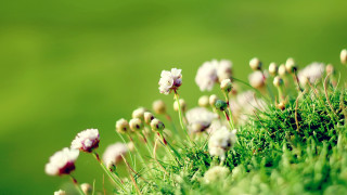 Flower mossy background bokeh green - anne rigney free wallpaper