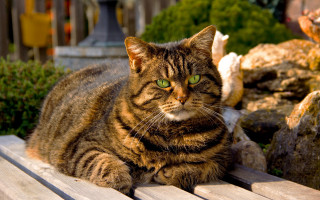Cat bench garden brenda chamberlain - rock free wallpaper