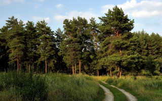 Dirt road forest trees path - a woodcut free wallpaper