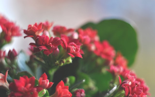 Red flower bokeh shallow depth 2 - flavia bloi free wallpaper