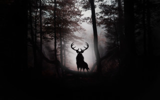 Deer forest night fog light - fog and trees free wallpaper
