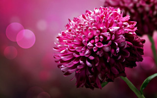 Flower bokeh macro sparkle lens - a blurry background behind free wallpaper for desktop