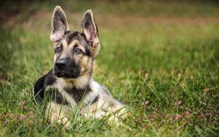 Dog lying in grass sad - its ear free wallpaper