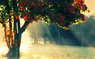 Autumn tree fence horse sunset - a fence free wallpaper