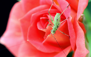 Green bug red rose pink - free nature wallpaper