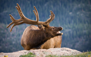 Elk field forest bushes antlers - edwin landseer free wallpaper