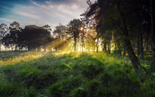 Sunlit field trees grass lake - the tree and grass free wallpaper
