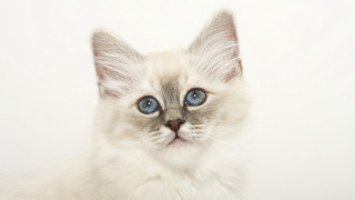 White kitten blue eyes photorealistic - a white wall behind free wallpaper