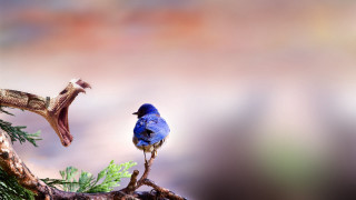 Blue bird perched branch outdoors - background of trees free wallpaper