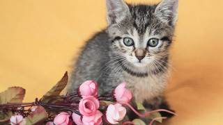 Kitten flowers yellow background pink - a yellow background behind free wallpaper