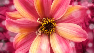 Pink flower yellow center blurry 3 - a yellow center in the middle free wallpaper