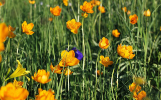 Yellow flower blue bird autumn - elinor proby adams free wallpaper for desktop