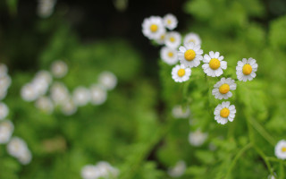 Daisies grass field bokeh shallow 2 - a bunch of daisies free wallpaper