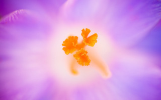Purple flower macro butterfly sunset 2 - a blue center free wallpaper