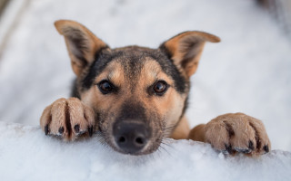 Dog paws edge white surface - his paw free wallpaper