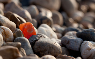 Orange bird rocks gravel blurry - small free wallpaper