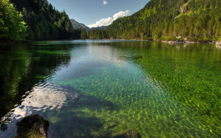 Lake forest green trees water 2 - free forest wallpaper
