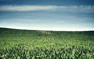 Green field blue sky trees 4 - green grass free wallpaper for desktop