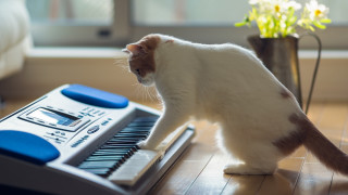 Cat playing music keyboard flower - musical free wallpaper