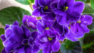Purple flower green leaves macro - a white wall in the background free wallpaper