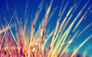 Blurry plant blue sky macro - a blue sky in the background free wallpaper for desktop