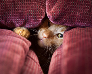 Cat peeking blanket cushion blurry - under a blanket free wallpaper