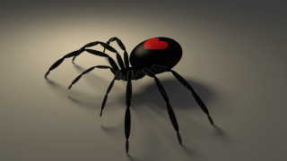 Black spider red heart 3d - a gray surface free wallpaper