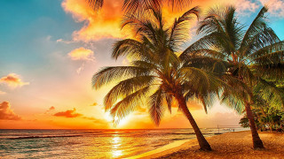 Palm beach sunset clouds boat - palm tree free wallpaper