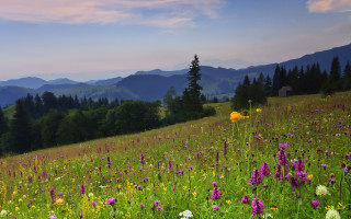 Flower field mountains sunset pink 4 - wild free wallpaper
