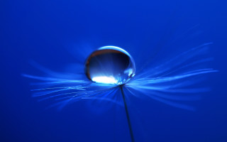 Blue flower water drop macro 2 - a drop of water free wallpaper