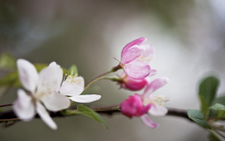 Pink white flower butterfly bokeh - a branch free wallpaper