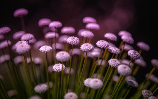 Flowers vase table purple light - a purple light free wallpaper
