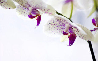 Flower purple spots macro stem - amano free wallpaper