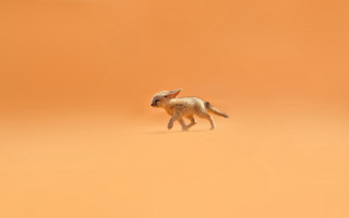 Small animal desert tiltshift bird - amir zand free wallpaper