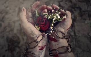 Blood rose injury blurry dark - blood free wallpaper for desktop