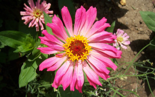 Pink flower garden blurry macro - summer vibrancy free wallpaper