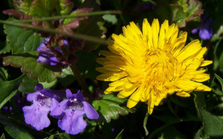 Yellow flower purple flowers green - photorealism free wallpaper