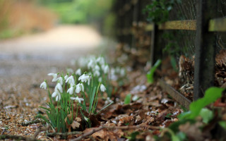 Flowers fence leaves grass bokeh - the ground and grass free wallpaper