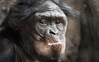 Monkey beard mustache rock wall - a close up of a monkey with free wallpaper