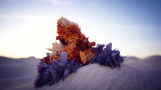 Flowers pillow beach sunset abstract - sunset free wallpaper