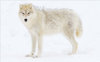 Wolf snow sad eye naturalism - caspar wolf free wallpaper