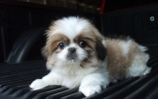 Small dog truck bed cute - chang daichien free wallpaper