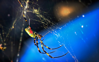 Spider web night holography macro - leg free wallpaper