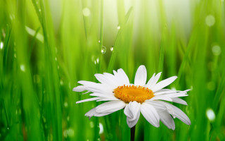 Daisy dew drops macro nature - dew free wallpaper
