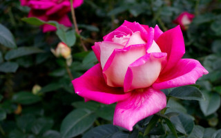 Pink rose white tips garden - rose free wallpaper