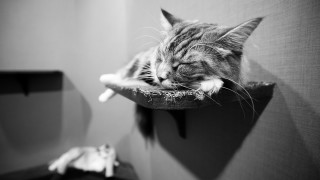Cat sleeping cat tree room - florianne becker free wallpaper