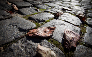 Leaf cobblestone moss nature shallow - a leaf free wallpaper