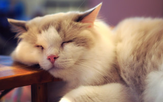 Cat sleeping wooden table tranquil 2 - tranquil free wallpaper