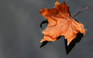 Leaf water reflection autumn ecological - andy goldsworthy free wallpaper
