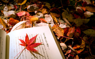 Book leaf autumn storybook fire - a leaf free wallpaper